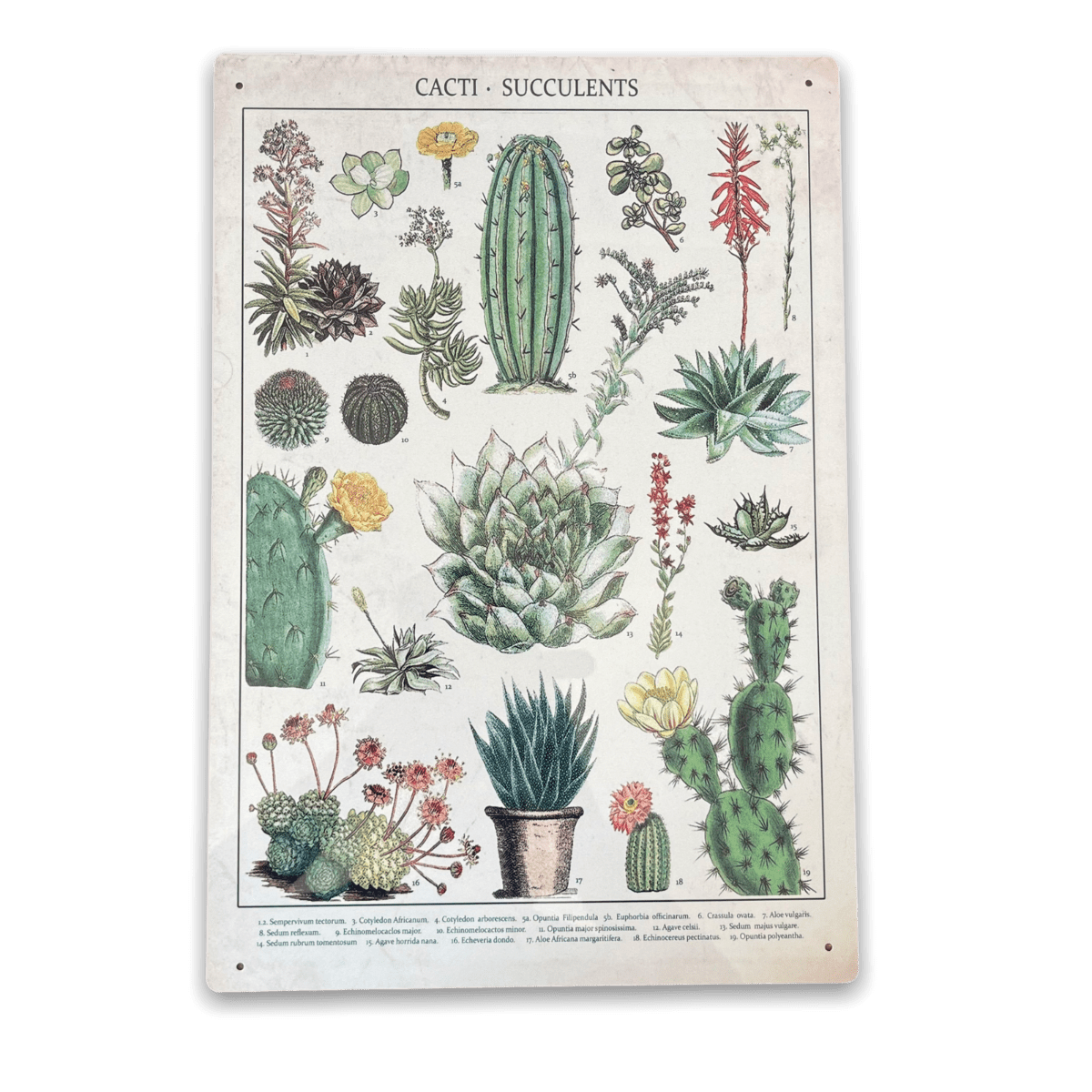 Vintage Metal Sign - Retro Cacti & Succulents Identification Picture - Price Crash Furniture
