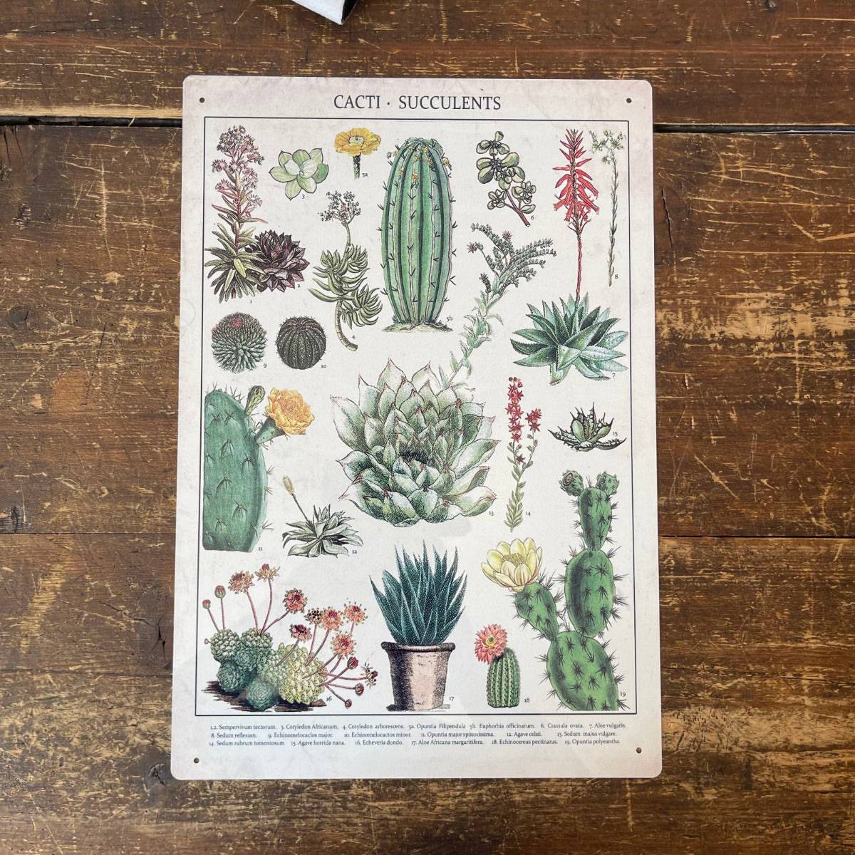 Vintage Metal Sign - Retro Cacti & Succulents Identification Picture - Price Crash Furniture