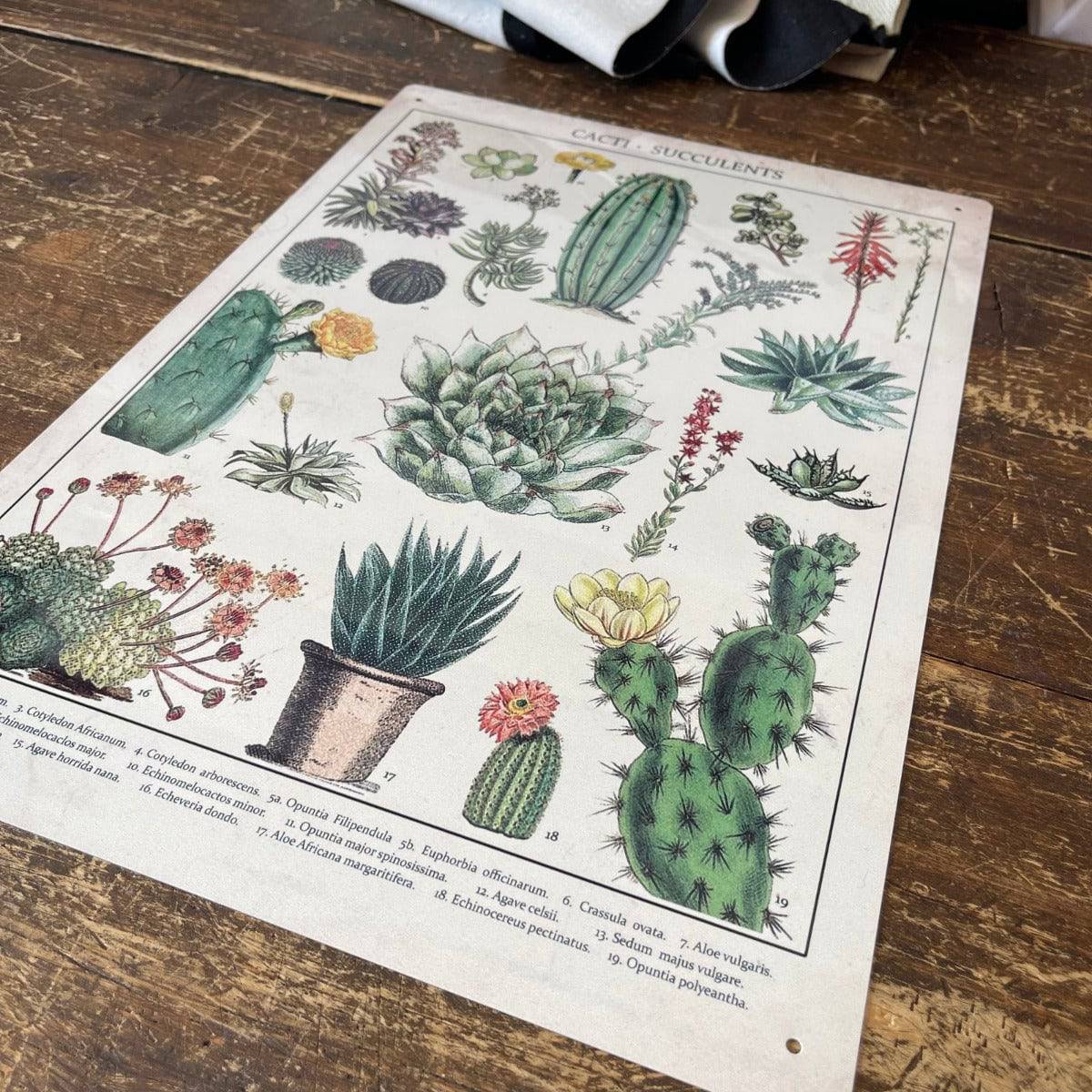 Vintage Metal Sign - Retro Cacti & Succulents Identification Picture - Price Crash Furniture
