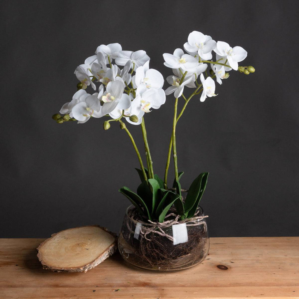 White Orchid In Glass Pot - Price Crash Furniture