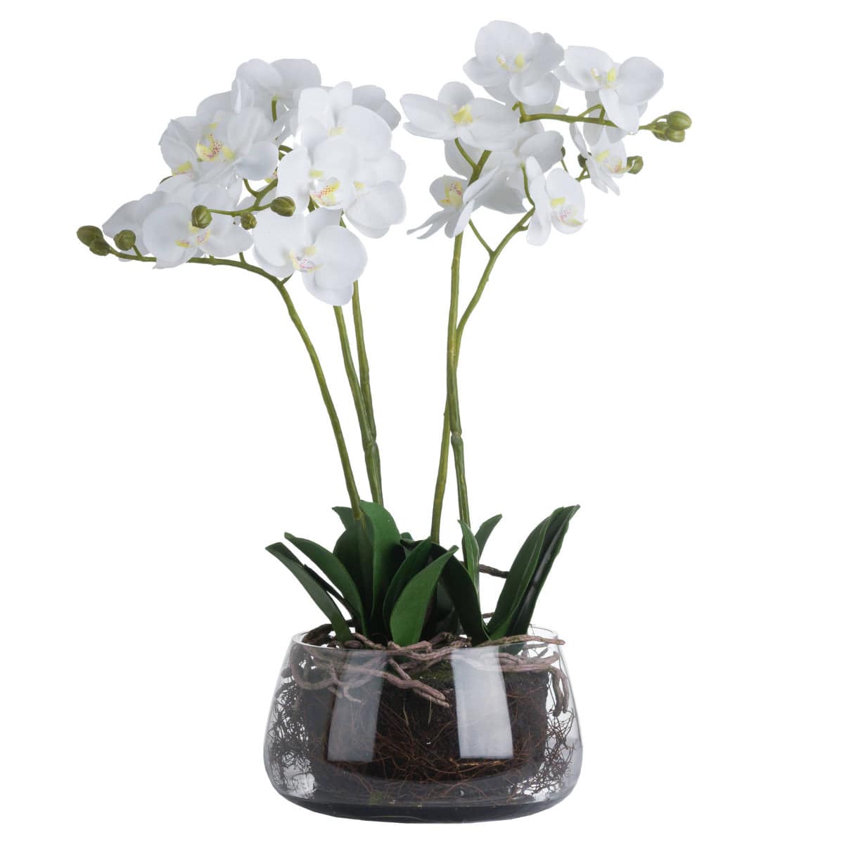 White Orchid In Glass Pot - Price Crash Furniture