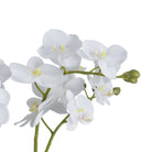 White Orchid In Glass Pot - Price Crash Furniture