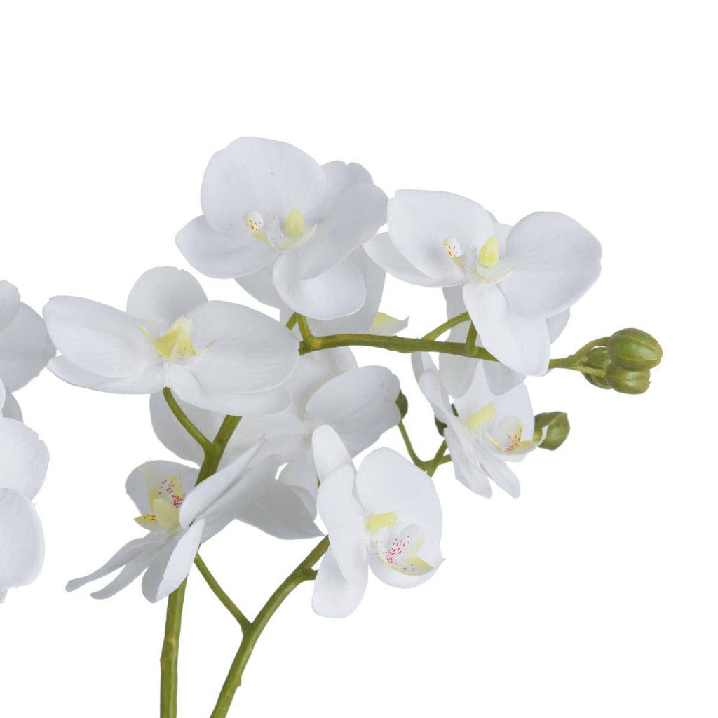 White Orchid In Glass Pot - Price Crash Furniture