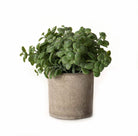 Basil Plant In Stone Effect Pot - Price Crash Furniture