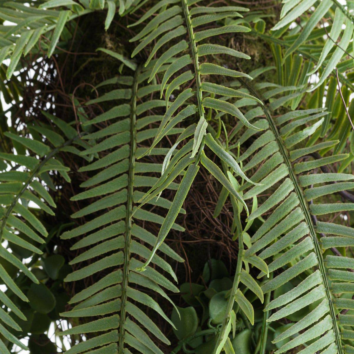 Fern Hanging Basket Arrangement - Price Crash Furniture