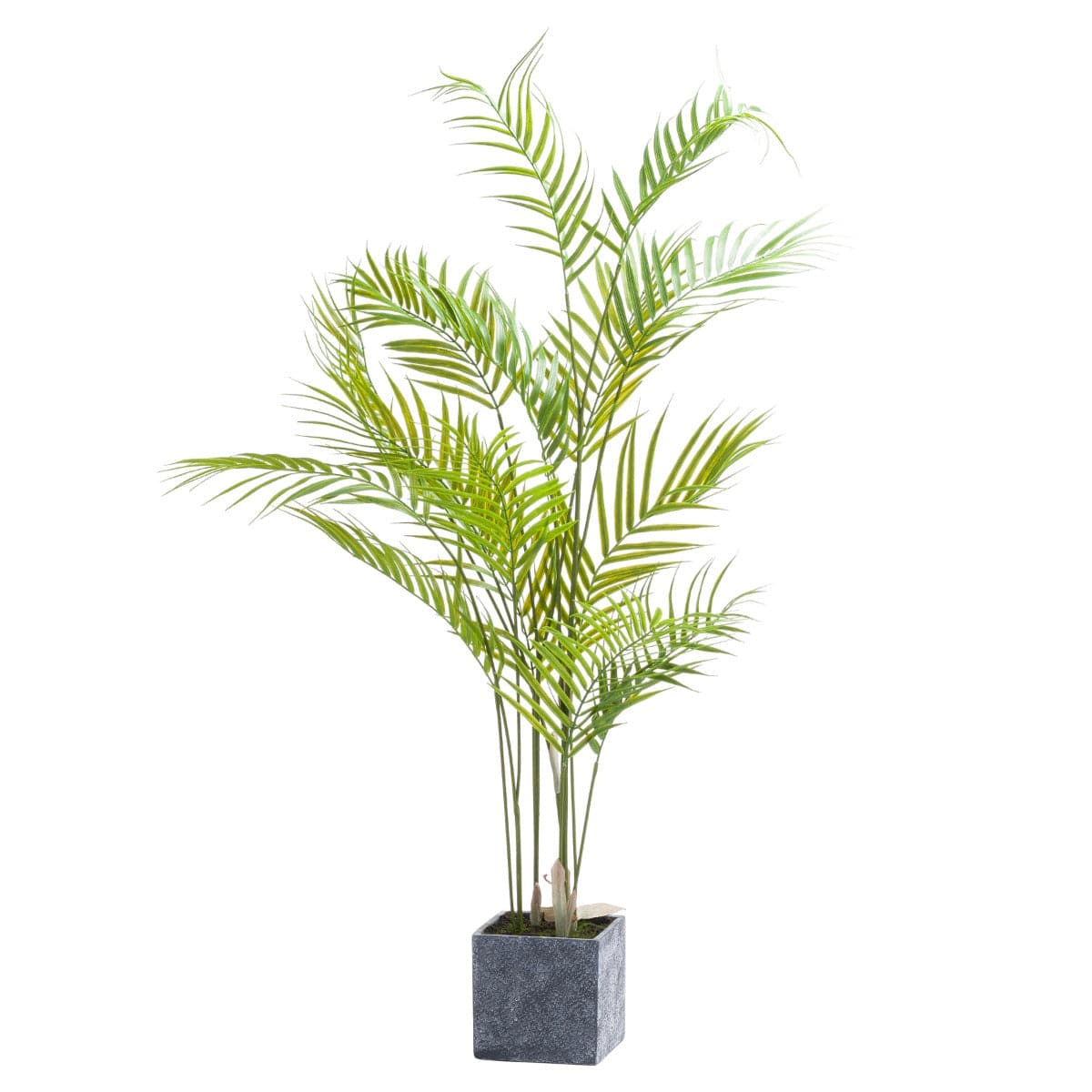 Large Paradise Potted Palm - Price Crash Furniture