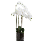 Large White Tall Orchid In Glass Pot - Price Crash Furniture