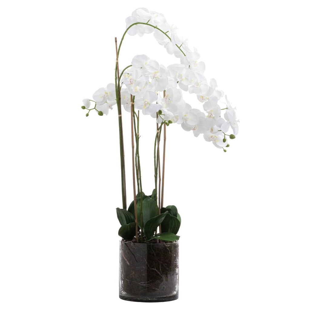 Large White Tall Orchid In Glass Pot - Price Crash Furniture