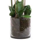 Large White Tall Orchid In Glass Pot - Price Crash Furniture