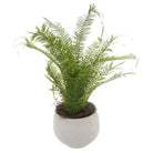 Potted Boston Fern - Price Crash Furniture