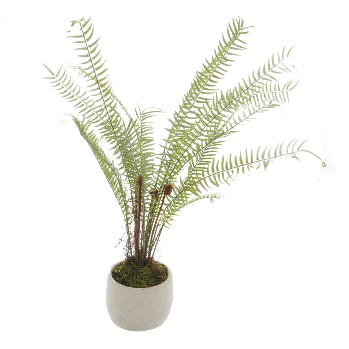 Potted Large Boston Fern - Price Crash Furniture