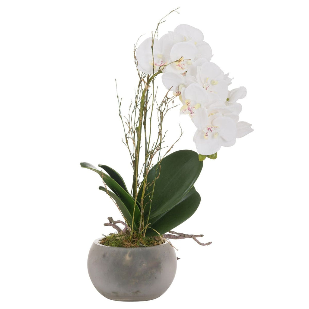 Small Glass Potted Orchid With Roots - Price Crash Furniture