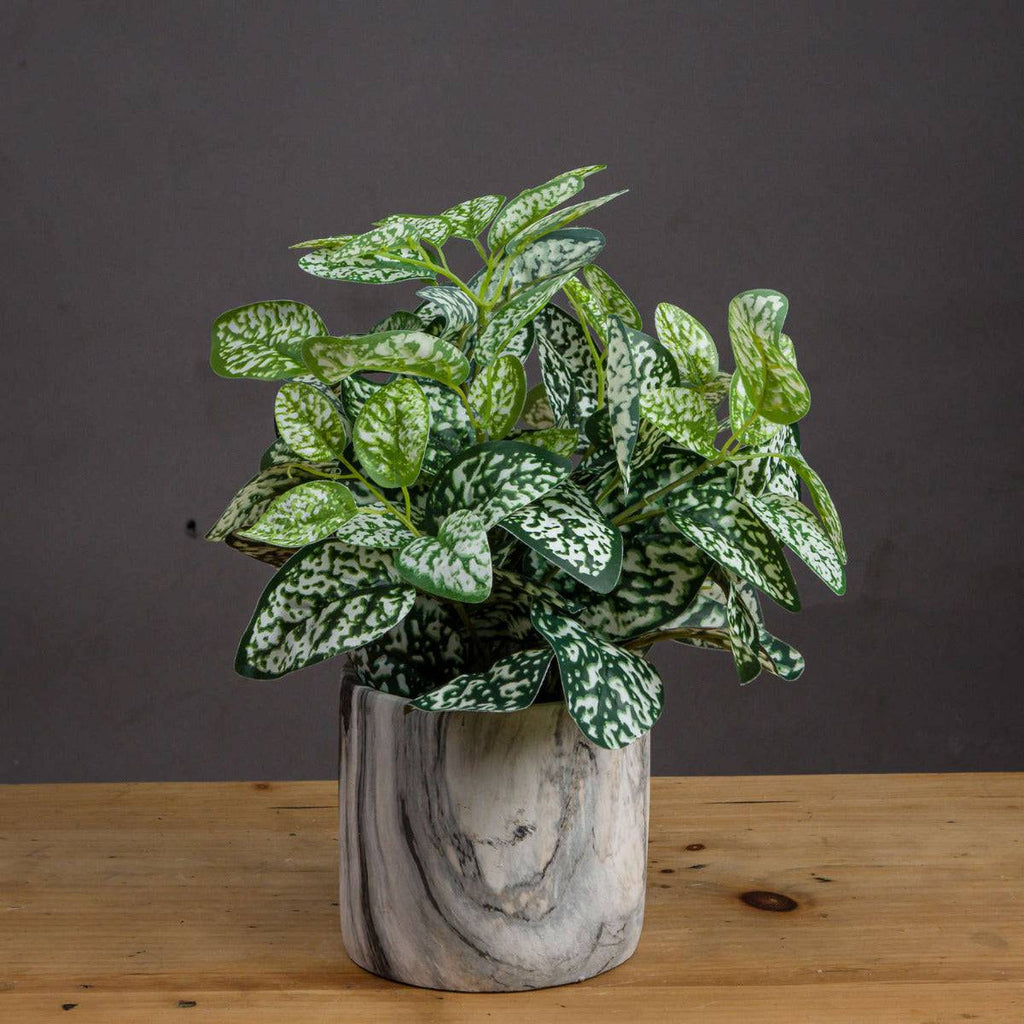 Variegated White And Green Nerve Plant - Price Crash Furniture