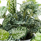 Variegated White And Green Nerve Plant - Price Crash Furniture