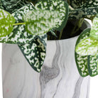 Variegated White And Green Nerve Plant - Price Crash Furniture