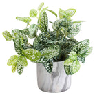 Variegated White And Green Nerve Plant - Price Crash Furniture