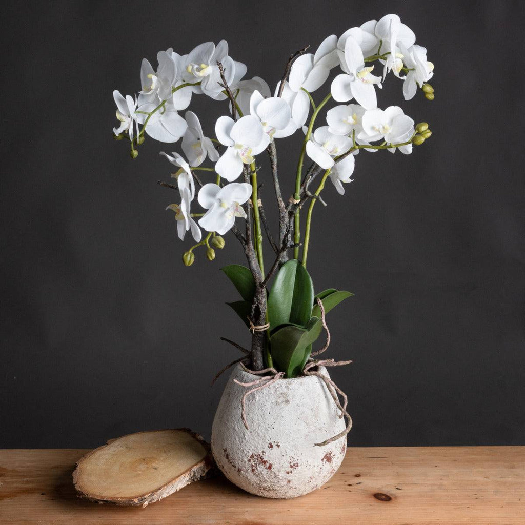 White Orchid In Stone Pot - Price Crash Furniture