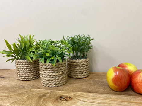 Set Of Three Rope Effect Pots And Artificial Succulents - Price Crash Furniture